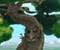 A 3D Tree_small.jpg